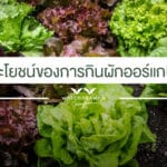 6 ประโยชน์ของการกิน ผักสลัดออร์แกนิค