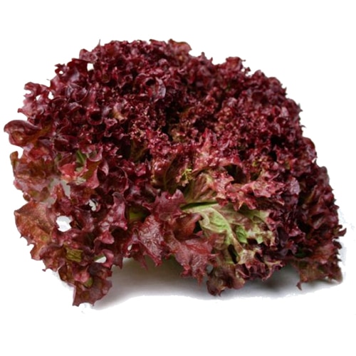 เรดคอรัลออร์แกนิค