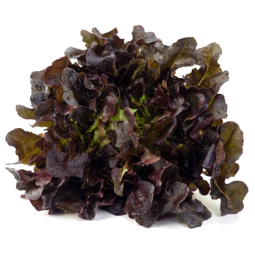 เรดโอ้คออร์แกนิค