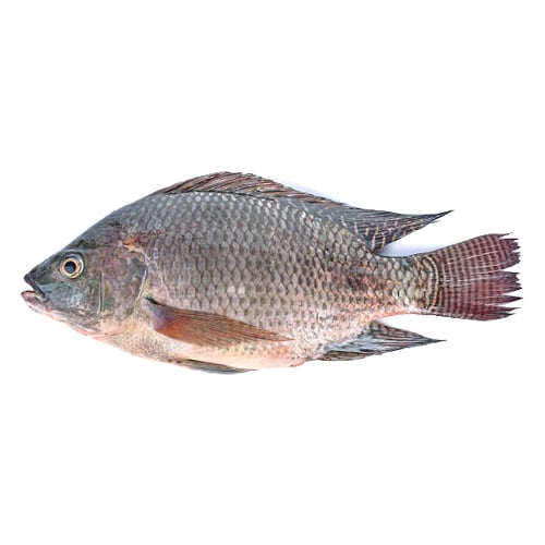 ปลานิลปลอดภัย