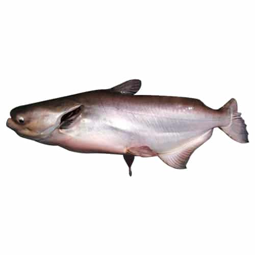 เนื้อปลาบึกปลอดภัย